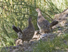 Dusky (Blue) Grouse female